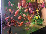 Aquarium vissen, Dieren en Toebehoren, Ophalen