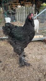 Brahma hannen, Mannelijk, Kip