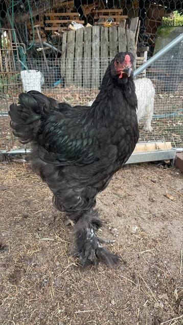 Brahma hannen beschikbaar voor biedingen