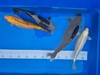 Koi vissen +- 30 cm, Dieren en Toebehoren, Karper of Koi