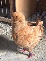 Kingduiven, Dieren en Toebehoren, Vogels | Duiven