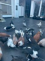 Afghaanse duiven te koop, Dieren en Toebehoren