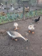 Homme-oie mulet chinois, Mâle, Oie ou Cygne