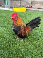 Serama haantje, Dieren en Toebehoren, Pluimvee, Mannelijk, Kip