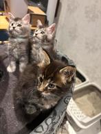 Maine coon kittens 4 lady’s, Poes, Gechipt, 0 tot 2 jaar