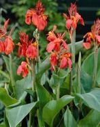 Récolte de graines de canna orange et rose 2025, Jardin & Terrasse, Enlèvement ou Envoi, Toute l'année, Plein soleil, Graine