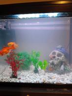 Aquarium zonder vissen met toebehoren, Dieren en Toebehoren, Ophalen, Gebruikt, Overige typen
