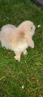 Mooi nederlands hangoor, Dieren en Toebehoren, Konijnen, Hangoor