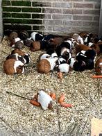 Cavia te koop in verschillende kleuren, Dieren en Toebehoren, Knaagdieren, Meerdere dieren, Cavia, Tam