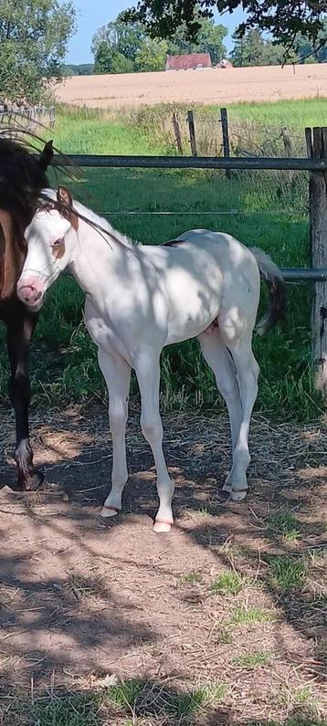 Tovero hengsteveulen, Moins de 160 cm, Cheval western, 0 à 2 ans, Vermifugé