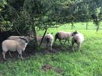 Agneaux Sheepbuck à vendre, Animaux & Accessoires, Moutons, Chèvres & Cochons, Mouton, Mâle