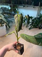 Philodendron Gigas, Ophalen of Verzenden