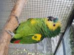 Amazone, Dieren en Toebehoren, Vogels | Parkieten en Papegaaien, Mannelijk, Papegaai, Geringd