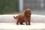 Dwergpoedel pups, Toy Poedel, mini Poedel, België, 8 tot 15 weken, Meerdere, Meerdere dieren