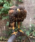 Woestijnbuizerd, Mannelijk, Roofvogel