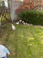 Jonge kippen, Dieren en Toebehoren, Pluimvee