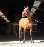 Knappe, zeer brave 8-jarige PRE-ruin., Dieren en Toebehoren, Paarden, Gechipt, Ruin, Dressuurpaard, L