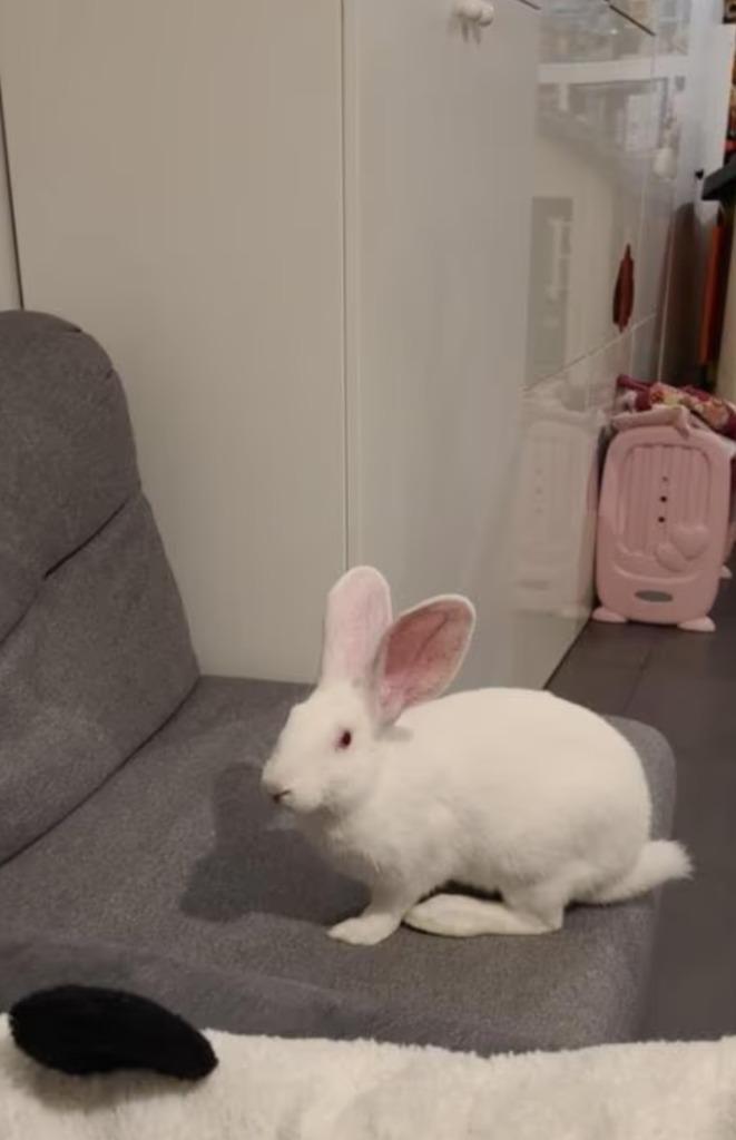 Konijn gecastreerd, Dieren en Toebehoren, Konijnen, Groot, Mannelijk, 0 tot 2 jaar