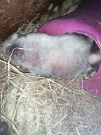 Cavia's weerwolf type skinny  vrouw, Dieren en Toebehoren, Knaagdieren, Oktober, Meerdere dieren, Cavia