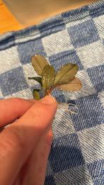 Bucephalandra 'Emerald', Ophalen of Verzenden, Nieuw, Plant(en), Steen of Hout