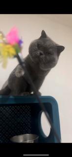 Herplaatser Brits korthaar, Kater, Gechipt, 6 jaar of ouder