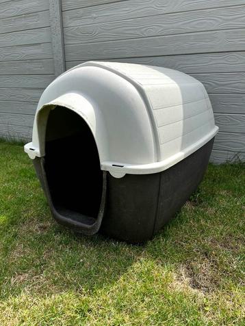 Niche chien beschikbaar voor biedingen