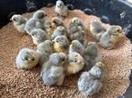 Kuikens araucana lavendel, Dieren en Toebehoren, Pluimvee, Geslacht onbekend