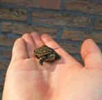 Baby waterschildpadjes, Dieren en Toebehoren, Reptielen en Amfibieën, Schildpad