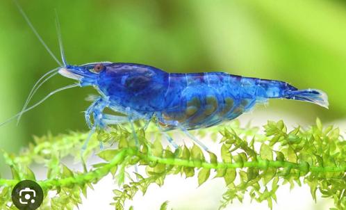 Neocaridina Blue dream/ Blue velvet garnalen, Dieren en Toebehoren, Vissen | Aquariumvissen, Vis