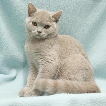 British Shorthair (différentes couleurs) chatons à vendre