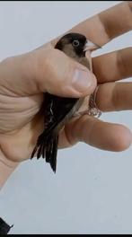 Femelle noire chard, Animaux & Accessoires, Enlèvement ou Envoi, Autres types