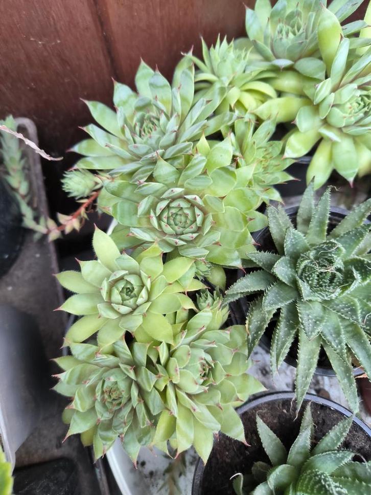 Sempervivum vetplant, Tuin en Terras, Planten | Tuinplanten, Ophalen