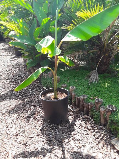Musa velutina, Tuin en Terras, Planten | Tuinplanten, Ophalen of Verzenden