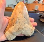 Megalodon tand te koop (15cm !!!), Verzamelen, Mineralen en Fossielen, Ophalen of Verzenden, Fossiel