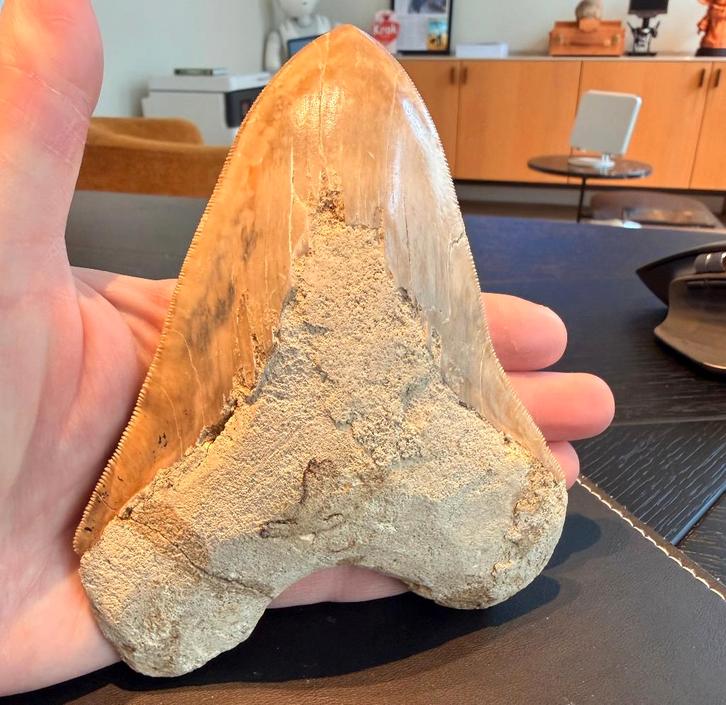 Megalodon tand te koop (15cm !!!), Verzamelen, Mineralen en Fossielen, Fossiel, Ophalen of Verzenden