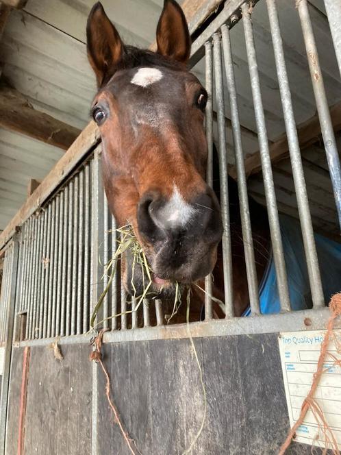 Halve stal/ bijrijder aangeboden, Dieren en Toebehoren, Paarden, Zadelmak