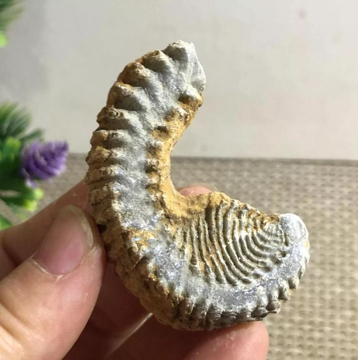 Een ritssluiting oester fossiel uit Madagaskar (Q2), Verzamelen, Mineralen en Fossielen, Fossiel, Verzenden