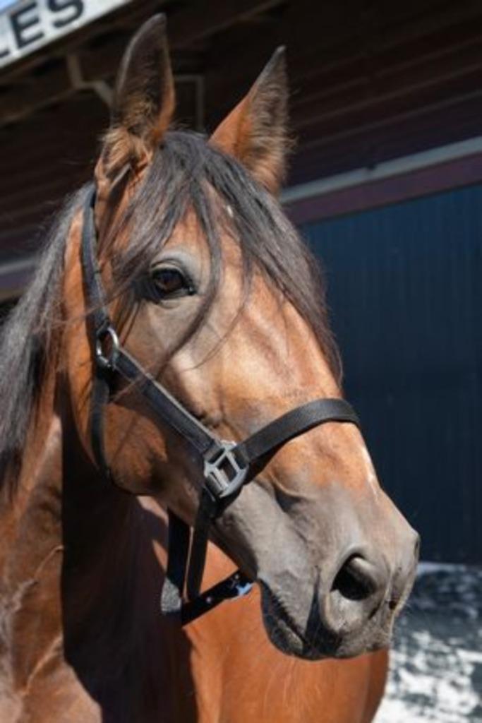 Drachtige Draver merry met super papieren, Dieren en Toebehoren, Paarden, Merrie, Niet van toepassing, 160 tot 165 cm, 7 tot 10 jaar