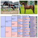 Opportunité exceptionnelle Welsh Stallion section B (1.36), Animaux & Accessoires, Chevaux, B, Avec pedigree, Moins de 160 cm