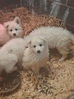 Zwitserse herder pups, België, Fokker | Hobbymatig, Reu, CDV (hondenziekte)