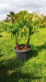 Trachycarpus fortunei palmbomen , duo in 1 pot, Tuin en Terras, Ophalen of Verzenden