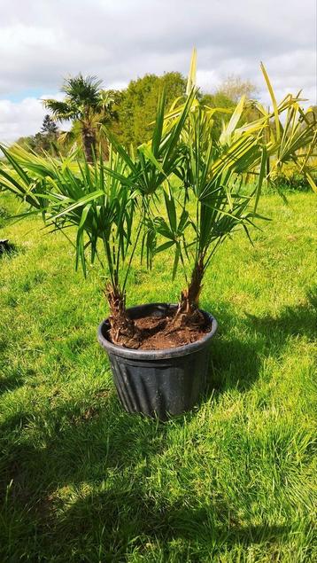 Palmiers Trachycarpus fortunei, duo dans 1 pot 