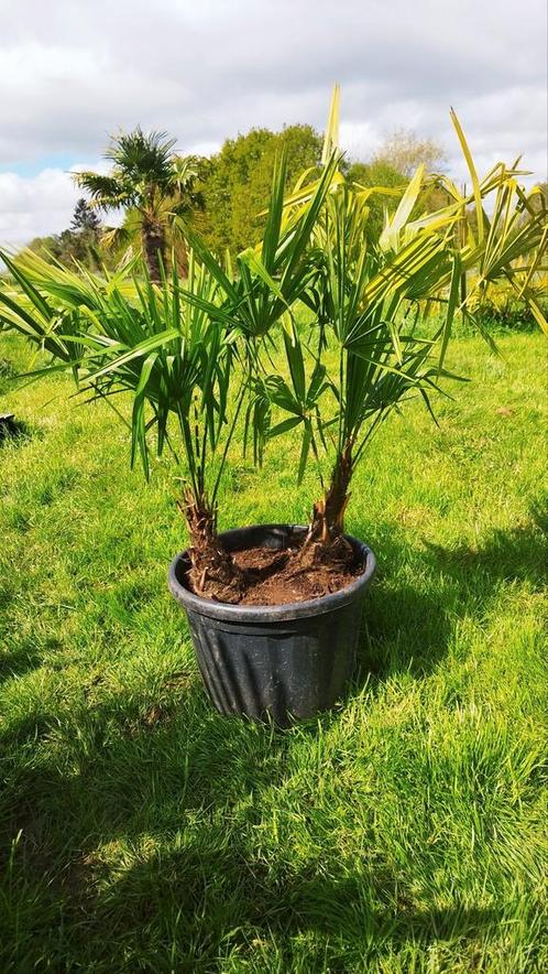 Palmiers Trachycarpus fortunei, duo dans 1 pot, Jardin & Terrasse, Plantes | Jardin, Enlèvement ou Envoi