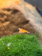 Orange Sakura neocardina garnalen, Dieren en Toebehoren, Kreeft, Krab of Garnaal, Zoetwatervis, Schoolvis