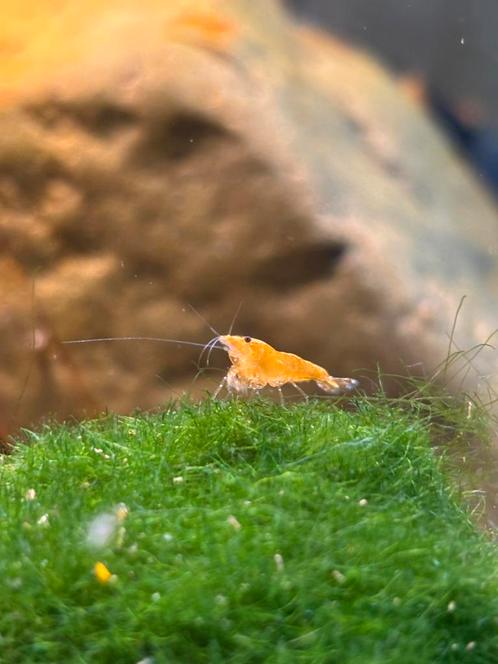 Orange Sakura neocardina garnalen, Dieren en Toebehoren, Vissen | Aquariumvissen, Zoetwatervis, Kreeft, Krab of Garnaal, Schoolvis