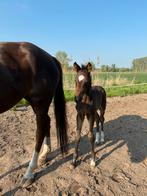 Veelbelovend hengstveulen, Dieren en Toebehoren, Minder dan 160 cm, Gechipt, Dressuurpaard, 0 tot 2 jaar