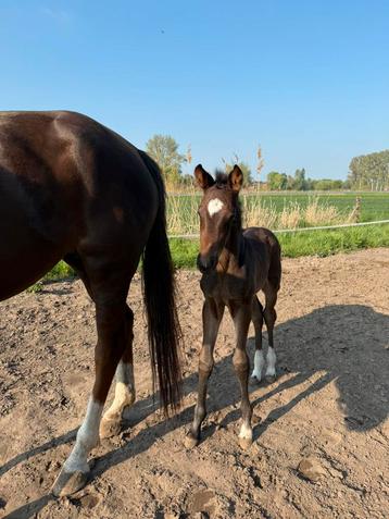 Veelbelovend hengstveulen beschikbaar voor biedingen