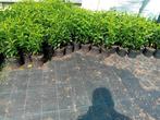 Portugese laurier, Tuin en Terras, Ophalen, Laurier