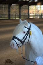 Enige in zijn kleur Goedgekeurd irish cob dekhengst, Dieren en Toebehoren, April, Mannelijk