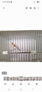 Te Koop majoor mannen, Mannelijk, Wildzangvogel, Geringd